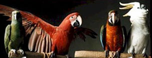 Happy Birds